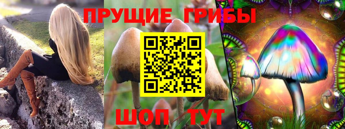 Галлюциногенные грибы Psilocybe Владикавказ